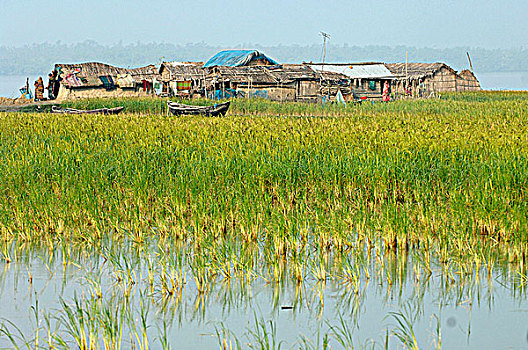 孟加拉,孙德尔本斯地区,恒河,三角洲,乡村