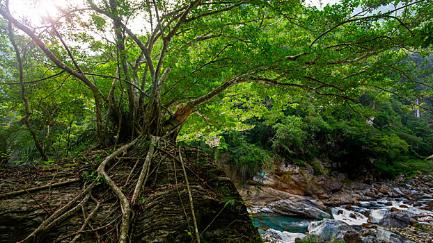 台湾花莲太鲁阁风景区,砂卡礑溪大树与巨石