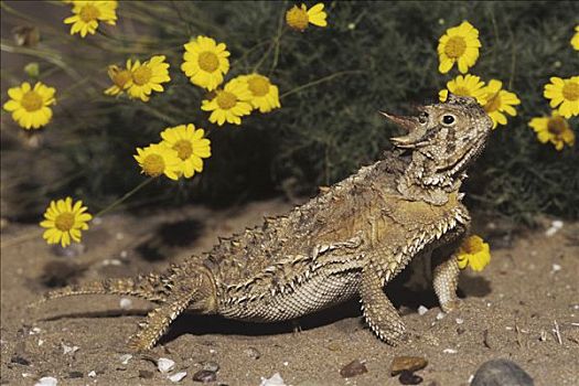 德克萨斯,有角,蜥蜴,成年,花,瑞欧格兰山谷,美国