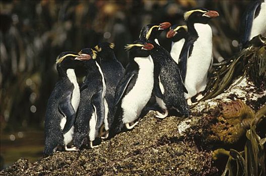 企鹅,群,站立,带,海藻,南极,岛屿,新西兰