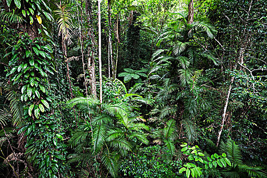 雨林,室内,国家公园,北方,昆士兰,澳大利亚