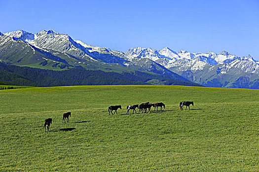 雪山草原和马群