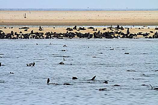 岬角毛海豹,生物群,毛海狮,鹈鹕,纳米比亚,非洲
