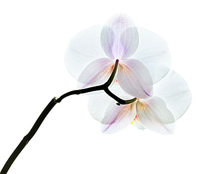 蝴蝶兰属,白色,兰花,隔绝,白色背景,背景,后面