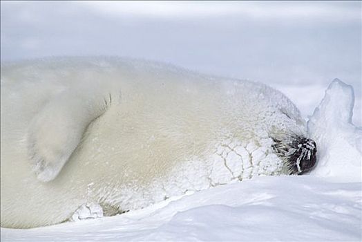 鞍纹海豹,琴海豹,幼仔,睡觉,圣劳伦斯湾,加拿大