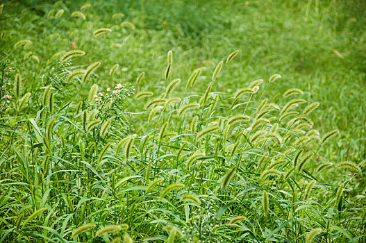 夏季生长茂盛的狗尾草