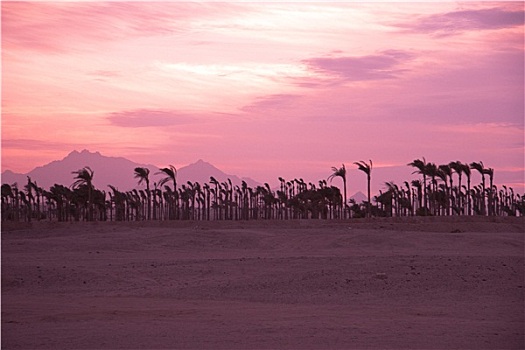 日落,沙漠,棕榈树,剪影
