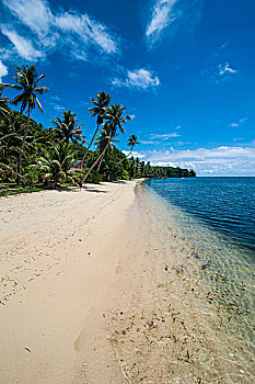 白沙滩,棕榈树,雅浦岛,岛屿,密克罗尼西亚,大洋洲
