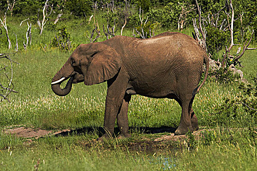 大象,喝,非洲象,万基国家公园,津巴布韦,非洲