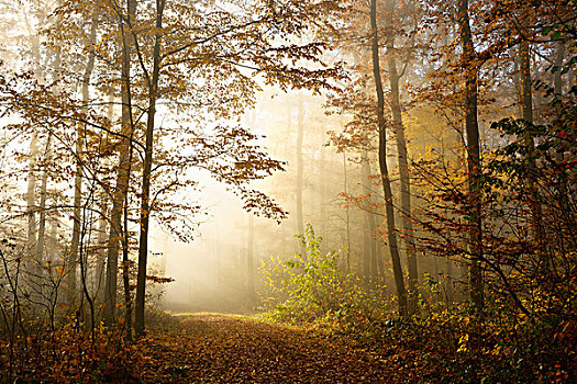 落叶林,小路,秋天,晨雾,太阳光线,树林,萨克森安哈尔特,德国,欧洲