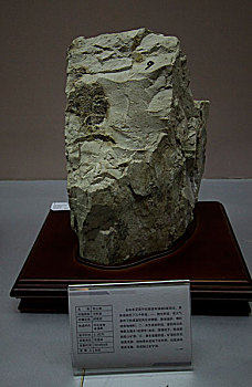 石头,标本,秦皇岛,地学馆,博物馆,地质,柳江