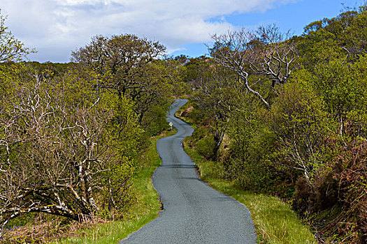 弯曲,一个,道路,乡村,春天,斯凯岛,苏格兰,英国
