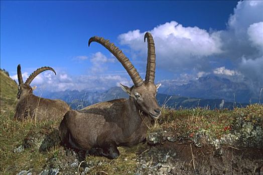 阿尔卑斯野山羊,羱羊,一对,阿尔卑斯山,背景,欧洲