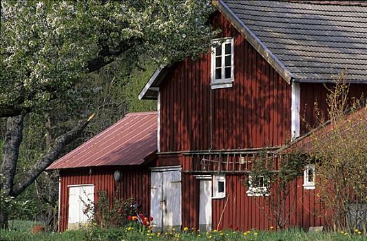 传统,挪威,红色,木屋,半岛,罗加兰郡,斯堪的纳维亚,欧洲