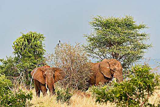 非洲象,塔兰吉雷,坦桑尼亚,非洲
