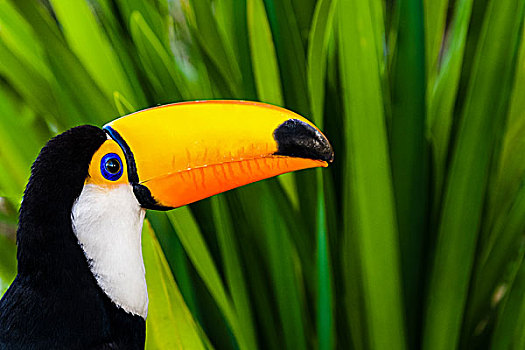 托哥巨嘴鸟,大西洋,树林,米纳斯吉拉斯州,巴西,南美
