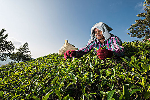 茶,挑选,茶叶,手,茶园,喀拉拉,西高止山,印度,亚洲