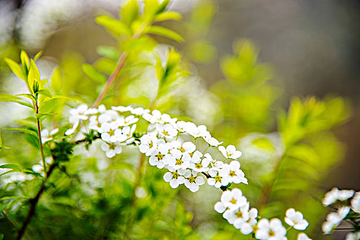 小白花喷雪花