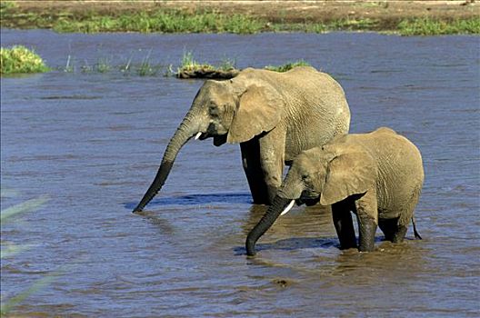 非洲象,喝,肯尼亚