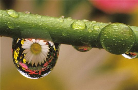 雏菊