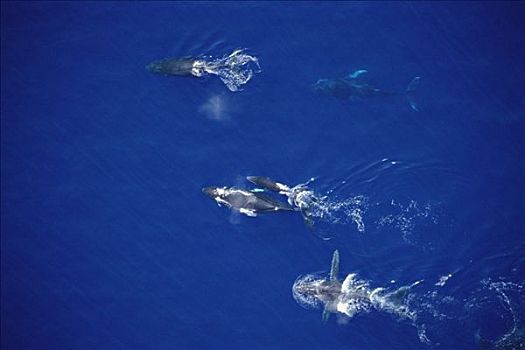 驼背鲸,大翅鲸属,鲸鱼,竞争,一个,雌性,旅行,毛伊岛,夏威夷,提示,照相
