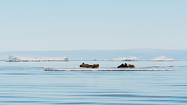大西洋海象,海象,躺着,冰山,远景,斯瓦尔巴特群岛,挪威