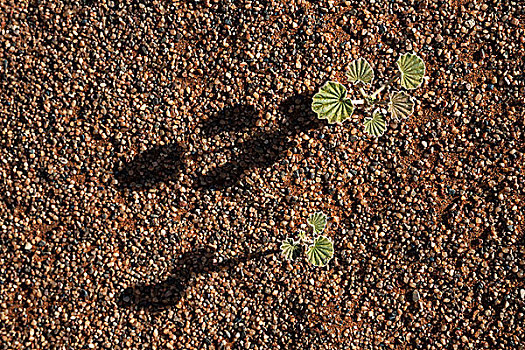 幼小植物,沙漠,地面,索苏维来地区,纳米布沙漠,纳米比沙漠,公园,纳米比亚,非洲