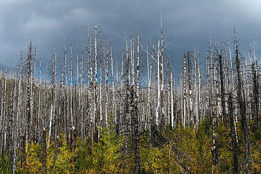 损坏,树,冰川国家公园
