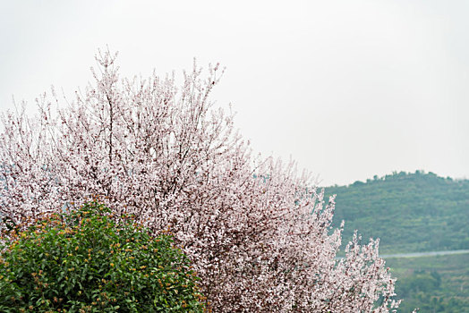 盛开,樱花树