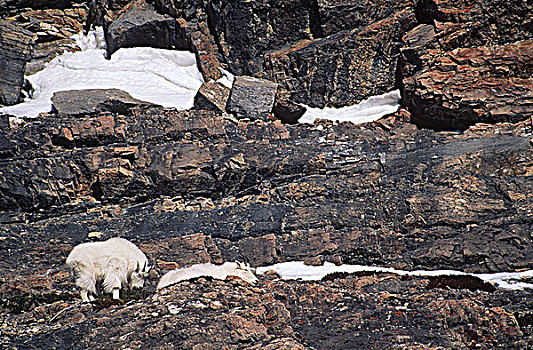石山羊,雪羊,落基山脉,靠近,班芙,艾伯塔省,加拿大