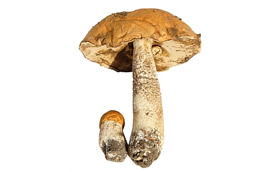 蘑菇,蓬松,牛肝菌