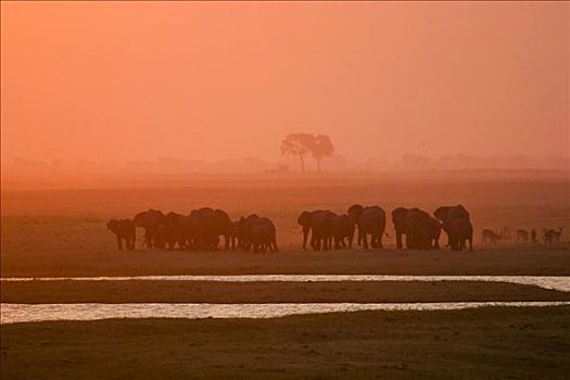 牧群,非洲象,日落,乔贝,河,乔贝国家公园,博茨瓦纳,非洲