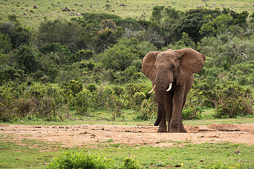 非洲象,寻找,水,阿多大象国家公园,南非,非洲