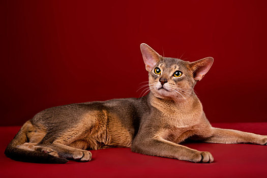 阿比西尼亚猫肖像照