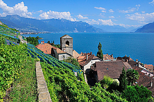 风景,上方,乡村,日内瓦湖,瑞士,罗纳河谷,拉沃,沃州,欧洲