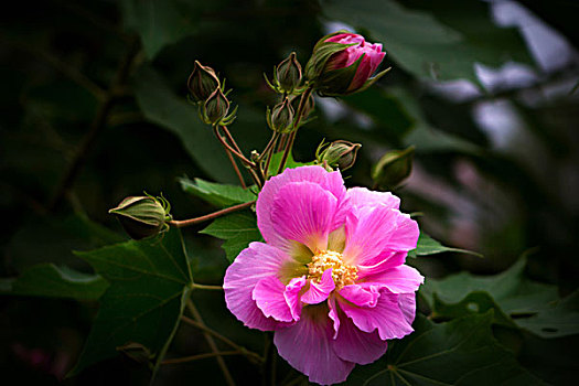 美丽的芙蓉花,木芙蓉,拒霜花,木莲,地芙蓉,华木