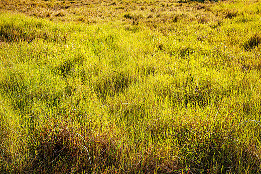 云南省腾冲北海湿地中的草甸子