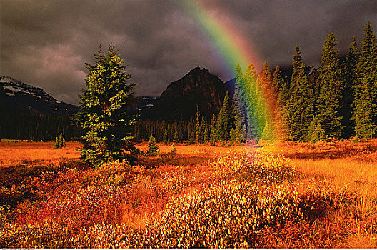草地,彩虹,班芙国家公园,艾伯塔省,加拿大