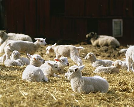 羊羔,瑞典