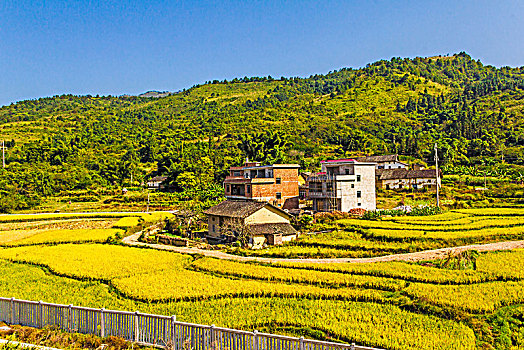 秋季成熟的稻田田园村庄景观背景