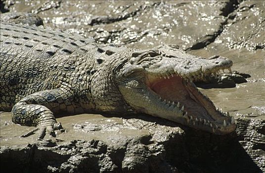 咸水鳄,湾鳄,张嘴,卡卡杜国家公园,澳大利亚