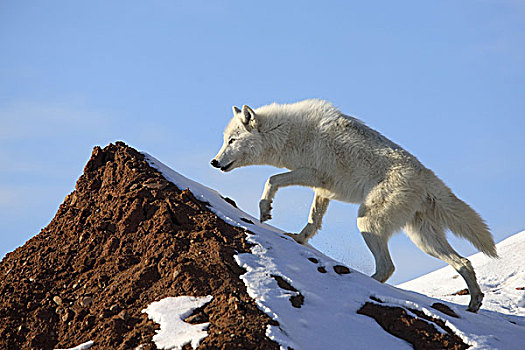 北极狼,石头,雪