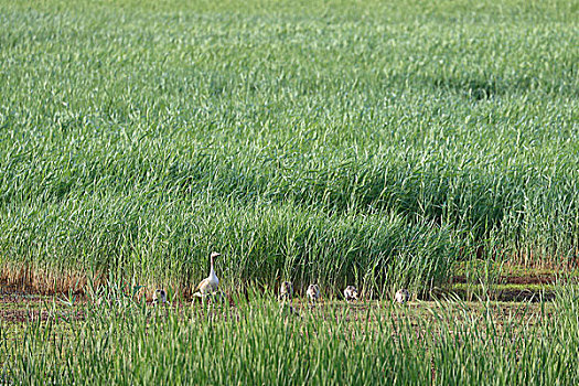 湿地灰雁家庭