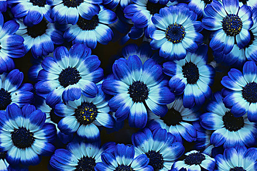 特写,蓝色,银莲花