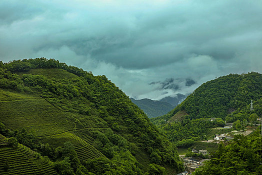 茶园,山区,土地,湖北,神农架,大山,种植,经济作物,农村,茶农