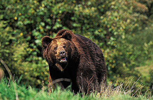 棕熊,草地