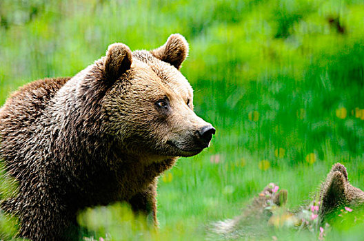 欧亚混血,棕熊,熊,巴伐利亚森林,德国