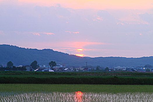 稻田,夕阳