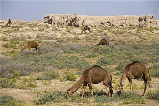 土库曼斯坦,古老,骆驼