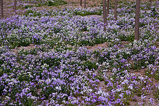 春天迎风开放的紫色紫花地丁花